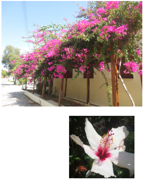 Example Responsive Web Design different images